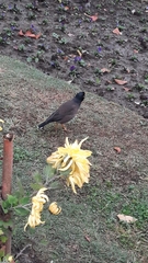 Acridotheres tristis