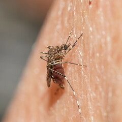 Aedes alboannulatus