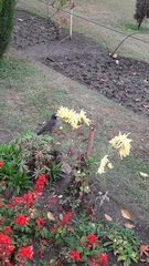 Acridotheres tristis