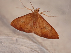 Hyalobathra