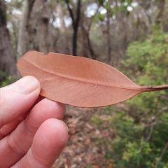Eucalyptus umbra