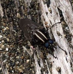 Megathereva bilineata