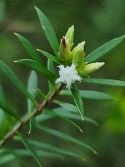 Styphelia leptospermoides