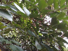 Aglaia rimosa