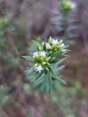 Styphelia leptospermoides