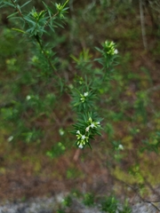 Styphelia leptospermoides
