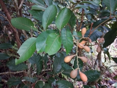 Aglaia rimosa