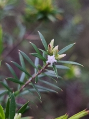 Styphelia leptospermoides