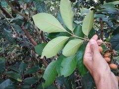 Aglaia rimosa