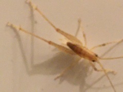 Tettigoniidea