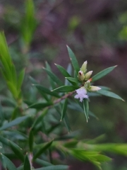Styphelia leptospermoides