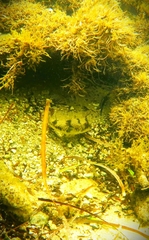 Tetractenos glaber
