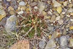 Thelocactus bicolor bicolor