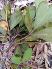 Polyscias fraxinifolia