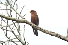 Eurystomus glaucurus