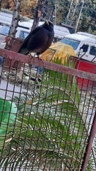 Acridotheres tristis