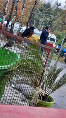 Acridotheres tristis