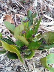 Polyscias fraxinifolia