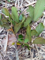 Polyscias fraxinifolia