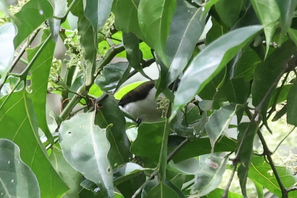 White-breasted Nigrita (Nigrita fusconotus), photo 8
