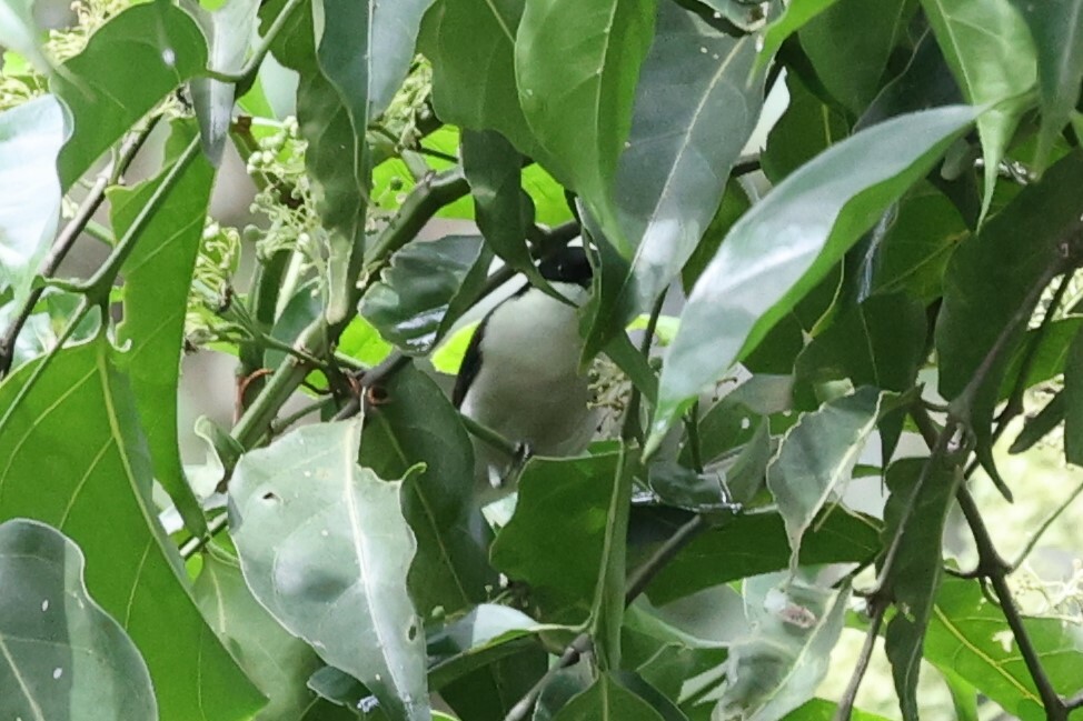 White-breasted Nigrita (Nigrita fusconotus), photo 7