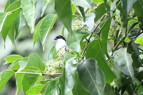 Mantelschwärzling (Nigrita fusconotus)