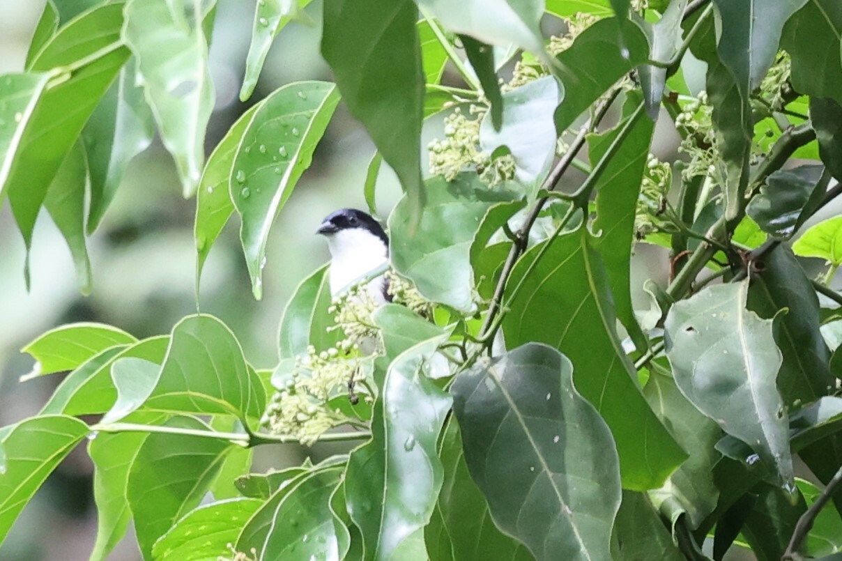 White-breasted Nigrita (Nigrita fusconotus), photo 6