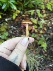Cortinarius croceus
