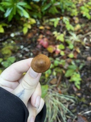 Cortinarius croceus