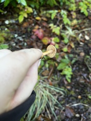 Cortinarius croceus