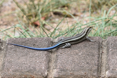 Trachylepis margaritifera