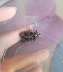 Chaetopelma olivaceum