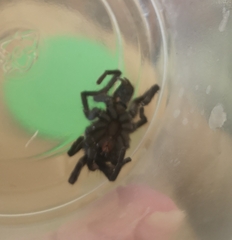 Chaetopelma olivaceum