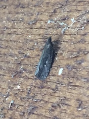 Cryptaspasma querula