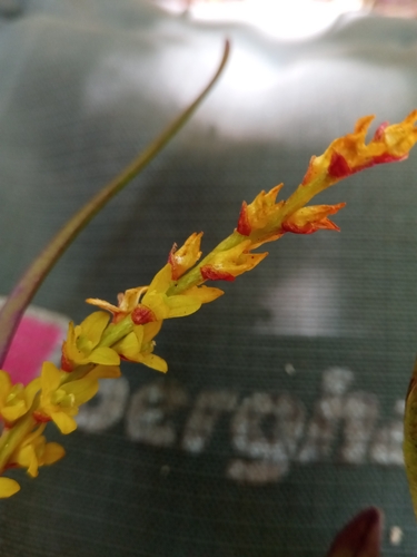 Bulbophyllum zaratananae Schltr. 2