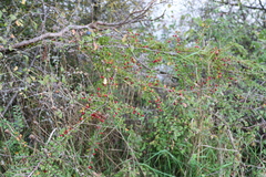 Cotoneaster divaricatus