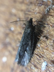 Cryptaspasma querula