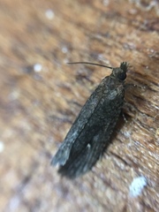 Cryptaspasma querula