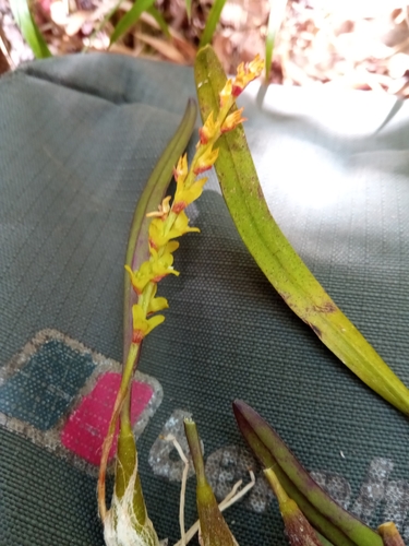 Bulbophyllum zaratananae Schltr. 3