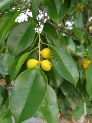 Ficus benjamina nuda