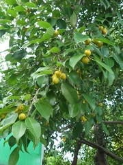 Ficus benjamina nuda