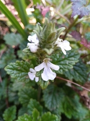 Ajuga oocephala