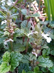 Ajuga oocephala