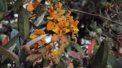 Cyrtochilum tetracopis