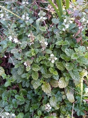 Ajuga oocephala