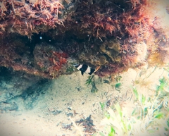 Pseudogoniistius nigripes