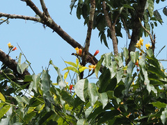 Myzomela obscura
