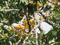 Myzomela obscura
