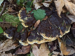 Phaeolus schweinitzii