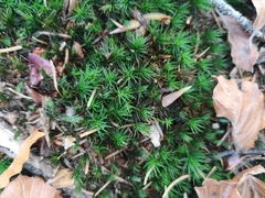 Polytrichum